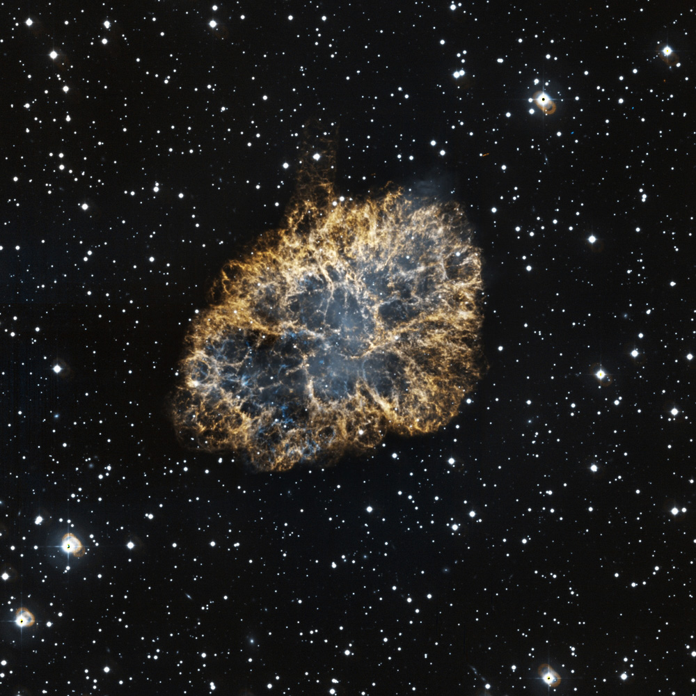 crab_anestis1