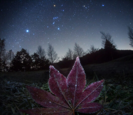 Ett år senare: Vad hände egentligen med Betelgeuse? Fotografi som visar Orion på himlen en frostig natt. Orion syns bra på vintern från norra halvklotet och man kan (när molnen behagar försvinna) ge sig ut och kolla till Betelgeuse som är den röda stjärnan i Orions axel. Bild av Masahiro Miyasaka.