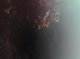 Blått spöke förbereder för en framtid på månen